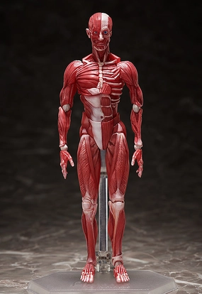 figma Human Anatomical Model Fantasy Hobby