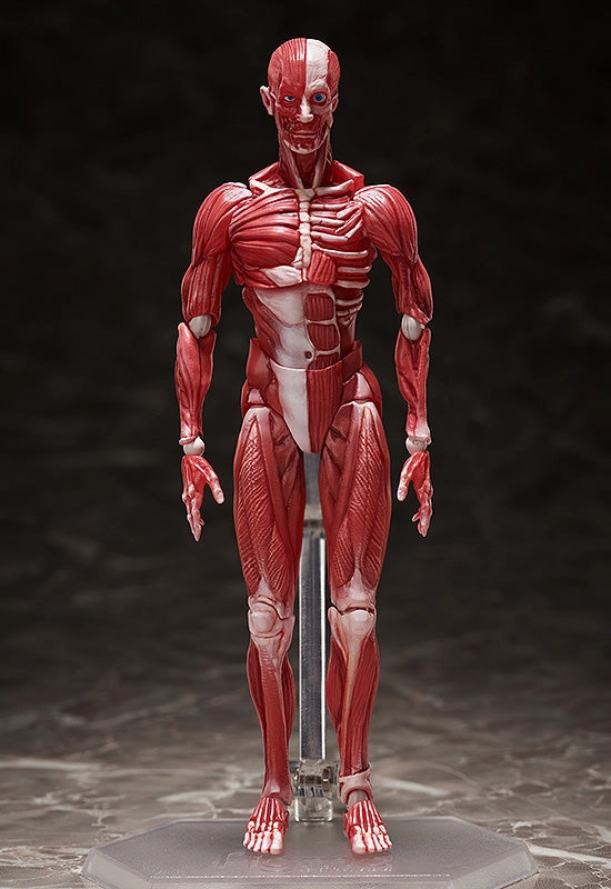 figma Human Anatomical Model Fantasy Hobby